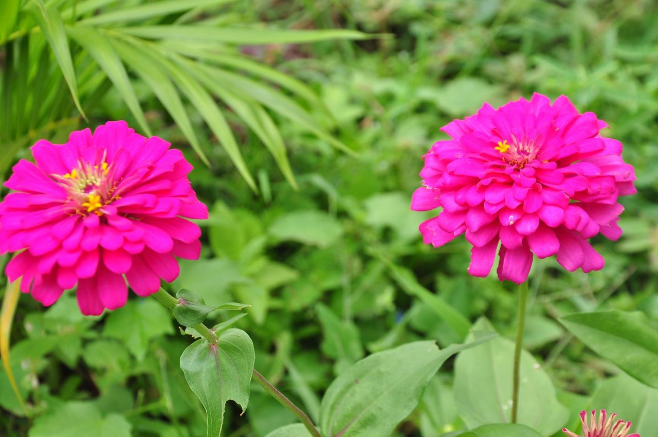 Sigiriya Amenity Home Stay Buitenkant foto