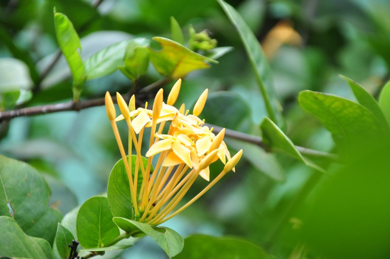 Sigiriya Amenity Home Stay Buitenkant foto